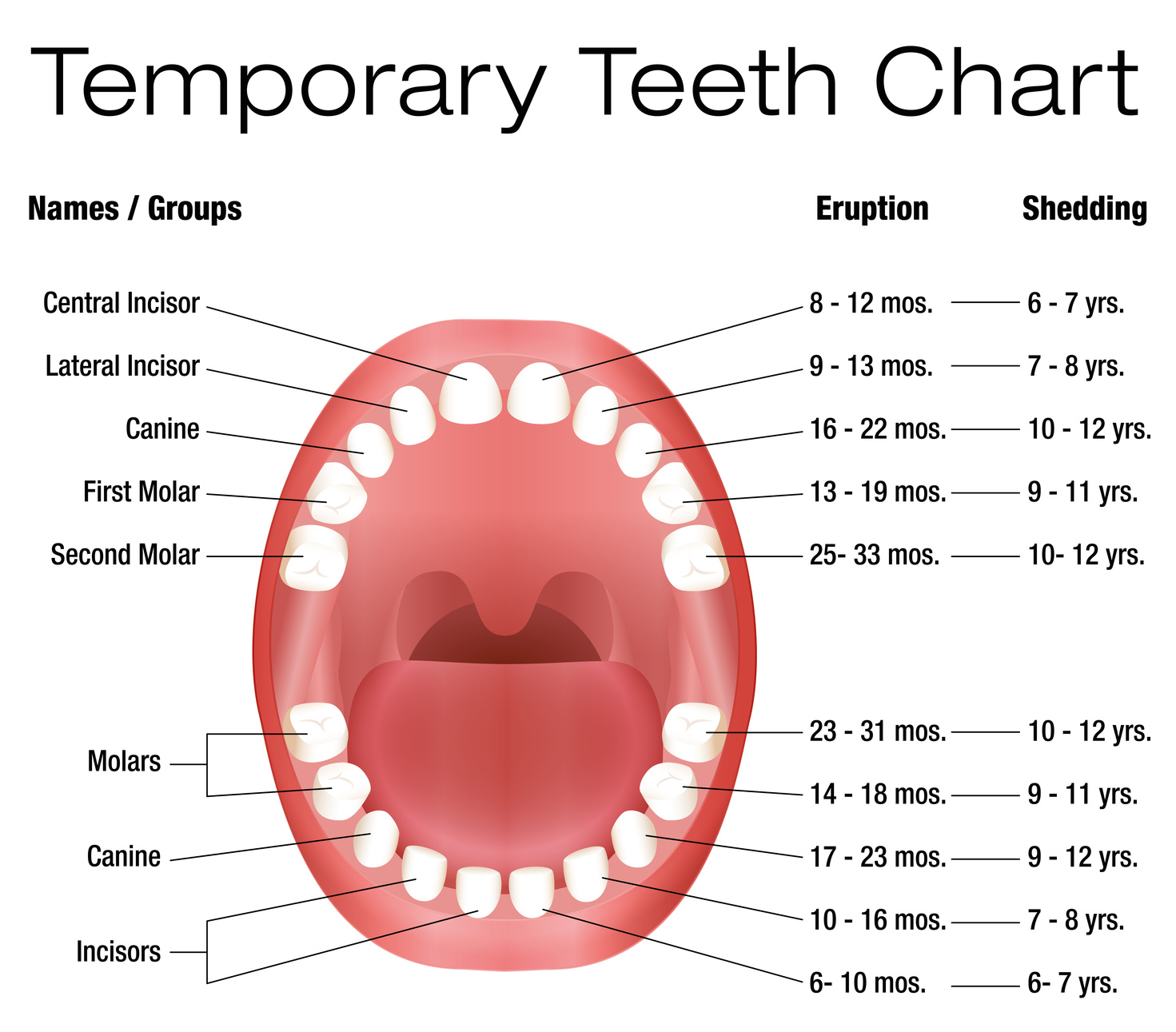 Temporary Teeth Names Groups Period Of Eruption And Shedding